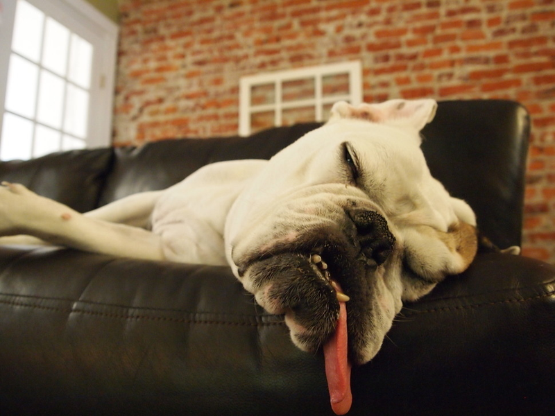 Illustration for article titled 39 *Scratchy Scratchy* Photos of Dogs